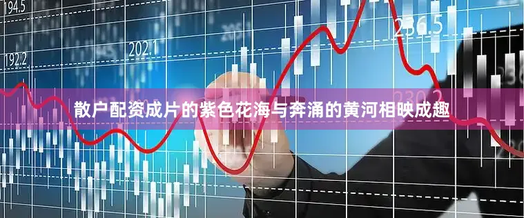 散户配资成片的紫色花海与奔涌的黄河相映成趣